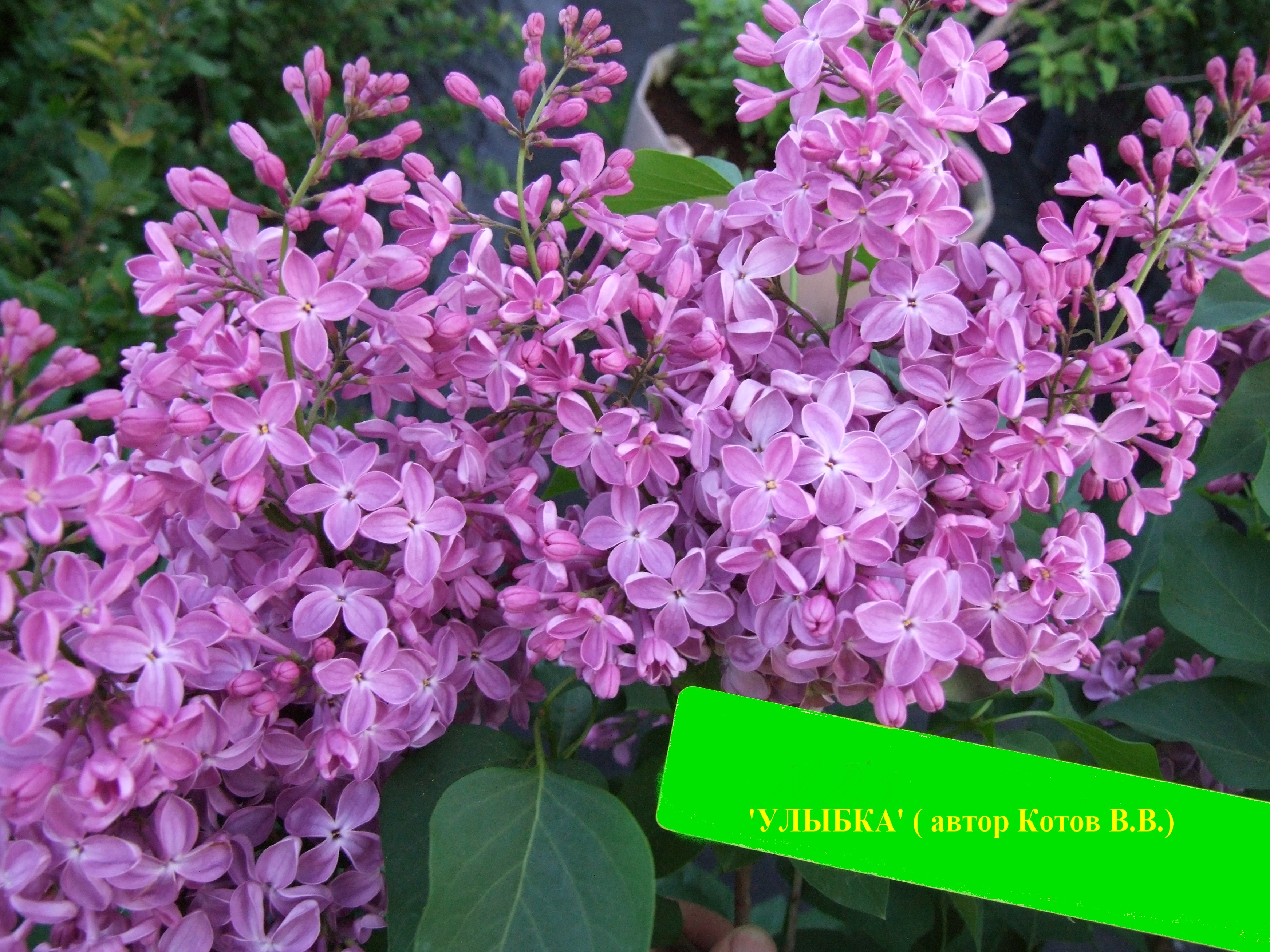 Сирень гиацинтовая Улыбка